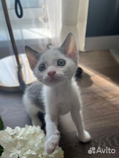 Котомальчик