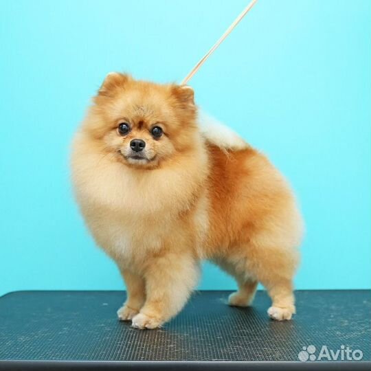 Грумер Стрижка собак