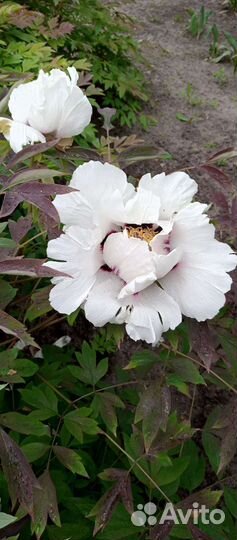 Пион древовидный