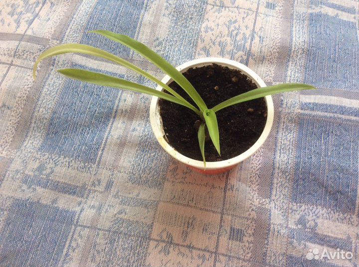 Хлорофитум. Цветы комнатные