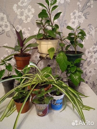 Комнатные цветы