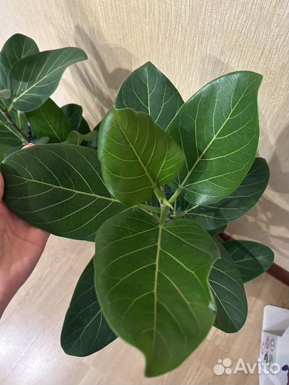 Фикус бенгальский Андрей