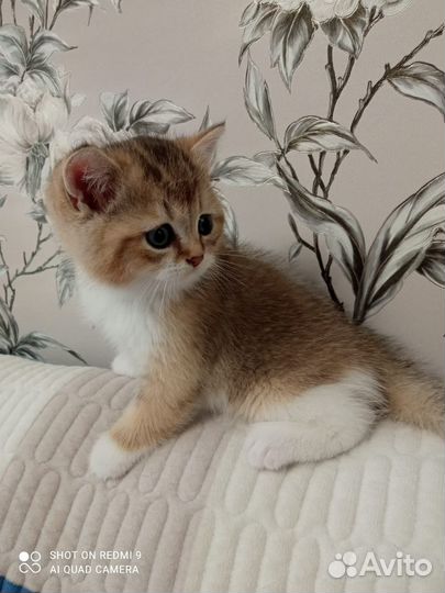 Британский золотой котик