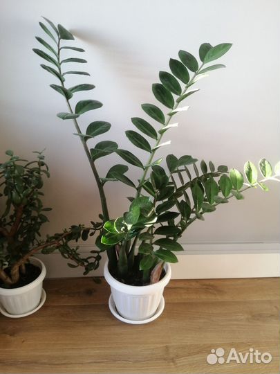 Замиокулькас