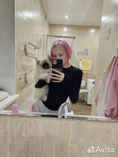 Шпиц мини девочка