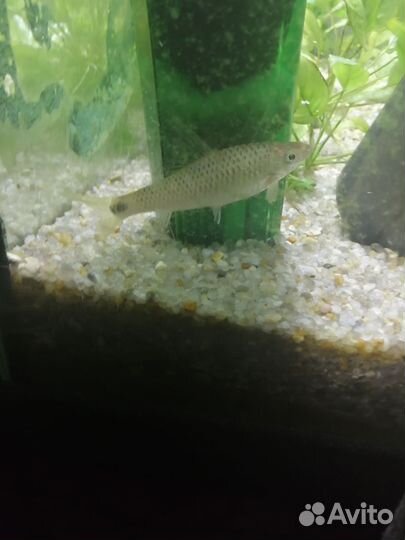 Аквариумные рыбки, бородоеды