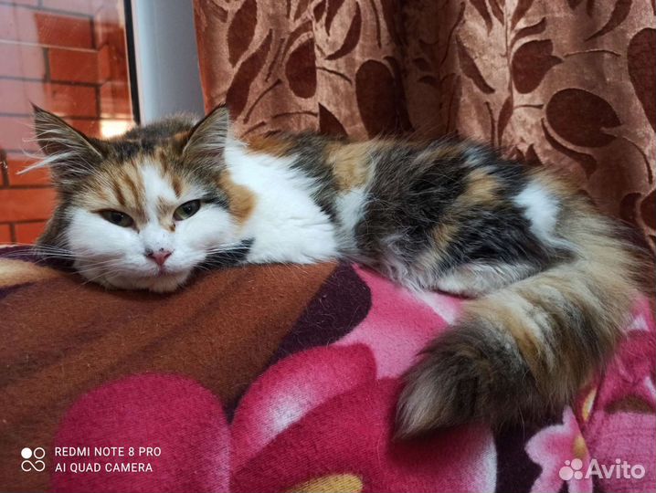 Кошечка в домашние любимцы