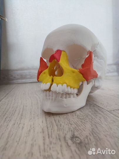 Череп разборный