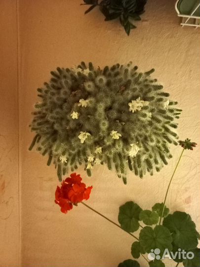 Кактус цветущий