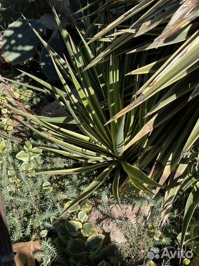 Юкка королевская Yucca filamentosa