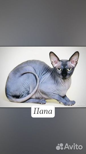 Канадский сфинкс