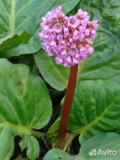 Бадан многолетний