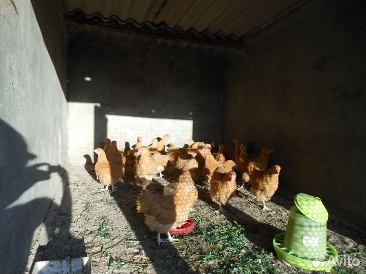 Петушки Орпингтон.- 4 мес