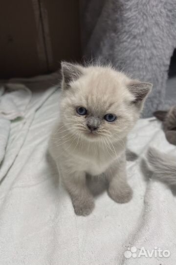 Шотландские котята