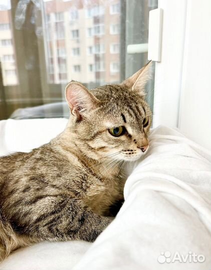 Необыкновенно яркий котик Шелдон в добрые руки