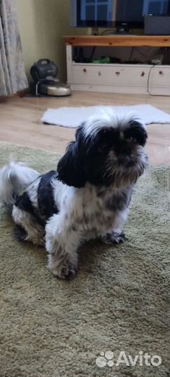 Собака для вязки