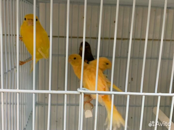 Кенара и канарейки