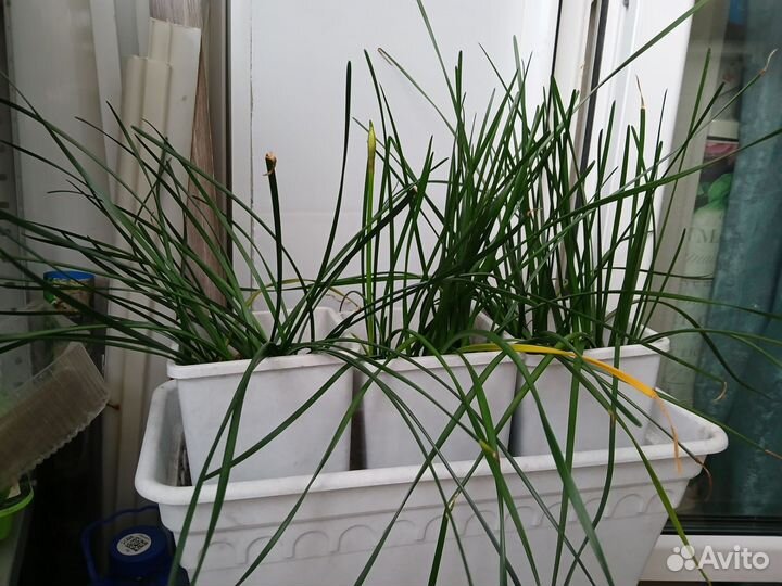 Зефирантес (Выскочка) белый