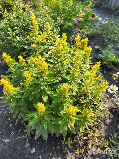 Садовые цветы