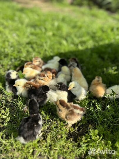 Карликовые цыплята