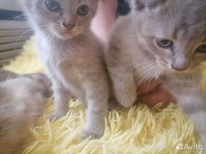 Котята в добрые руки мальчик и девочка