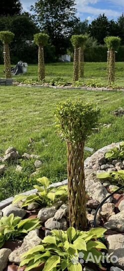 Плетеные деревья из ивы