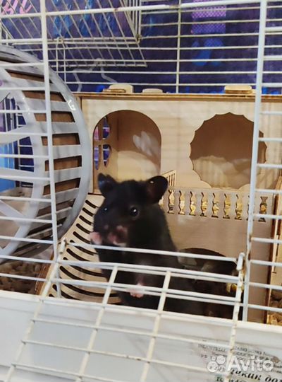 Сирийский хомяк