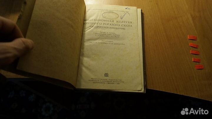 Инфекционная желтуха крупного рогатого скота (икте