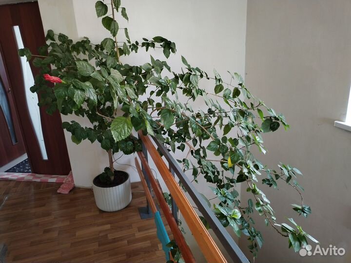 Продам цветок Китайская Роза