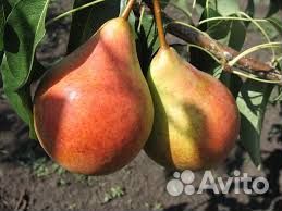 Саженцы груши