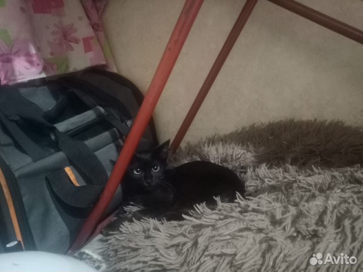 Кошечка ангорская