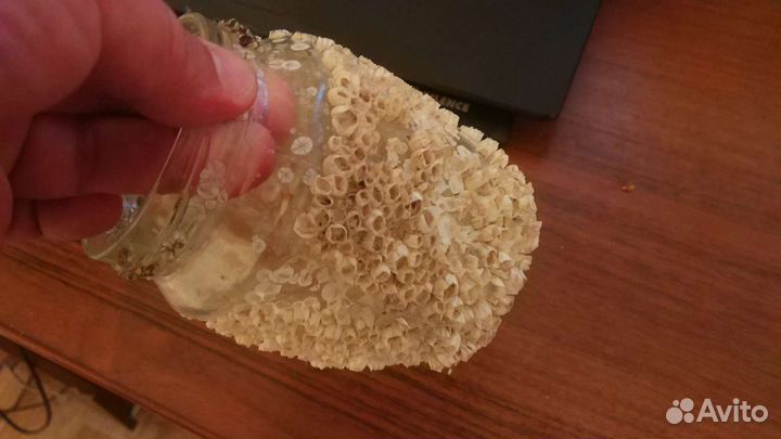 Ракушки морские