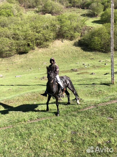 Лошади жеребец