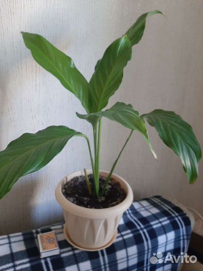 Спатифиллум