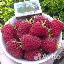 Конек-горбунок ремонтантная малина саженцы