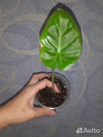 Алоказия регал шилдс