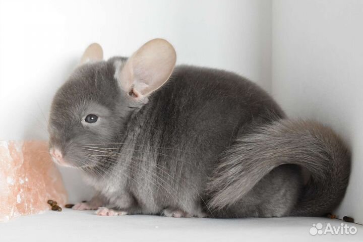 Шиншилла мальчик
