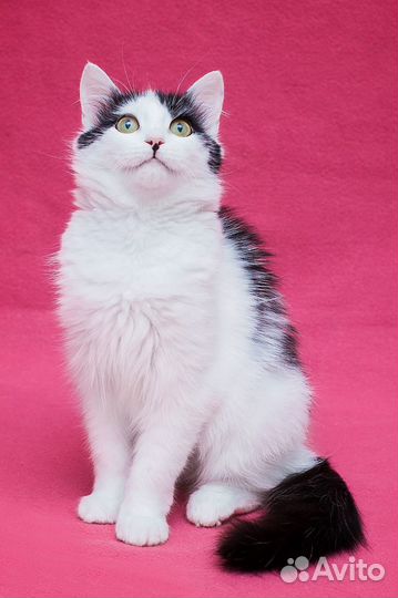 Кошка в добрые руки