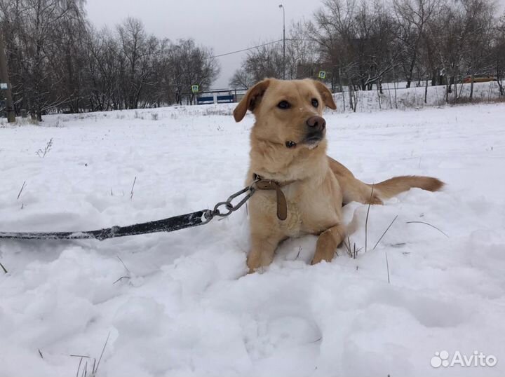 Чудная девочка из приюта ищет дом