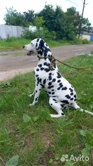 Метис далматина, общительная девочка