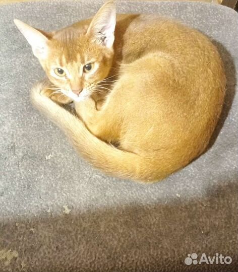 Абиссинская кошка
