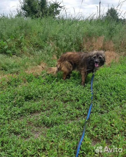 В добрые руки