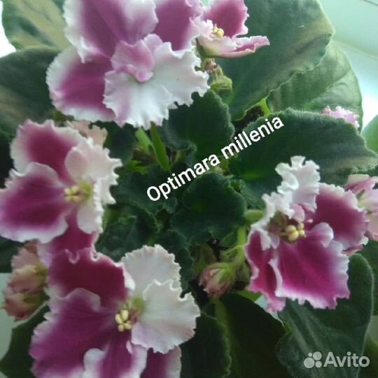 Детки сортовых фиалок