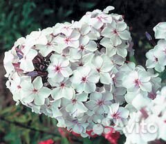 Флоксы разных сортов