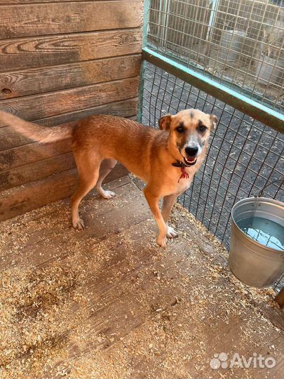 Собака Шейла молодая девочка в дар