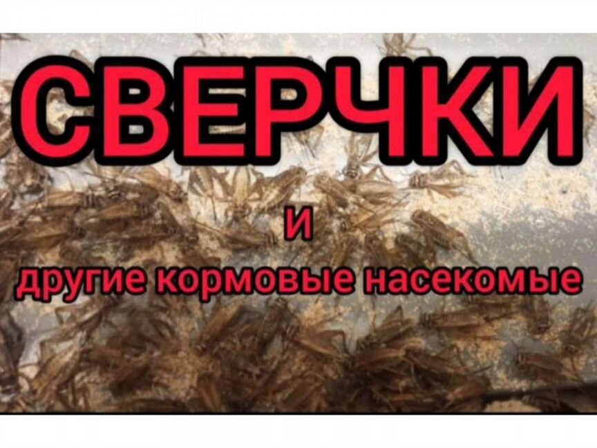 Сверчки. Домовые сверчки, кормовые сверчки