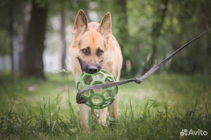 Инструктор-дресировщик(Кинолог)