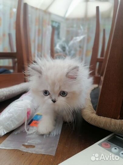 Персидские котята
