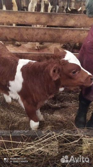 Бычки-Телки