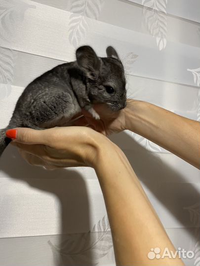 Шиншиллы девчата
